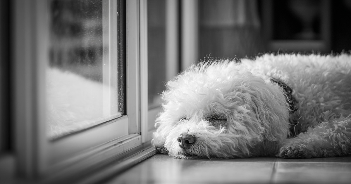 White Bichon Frise dog lying peacefully by a glass door with soft light, wearing a jingle bell collar