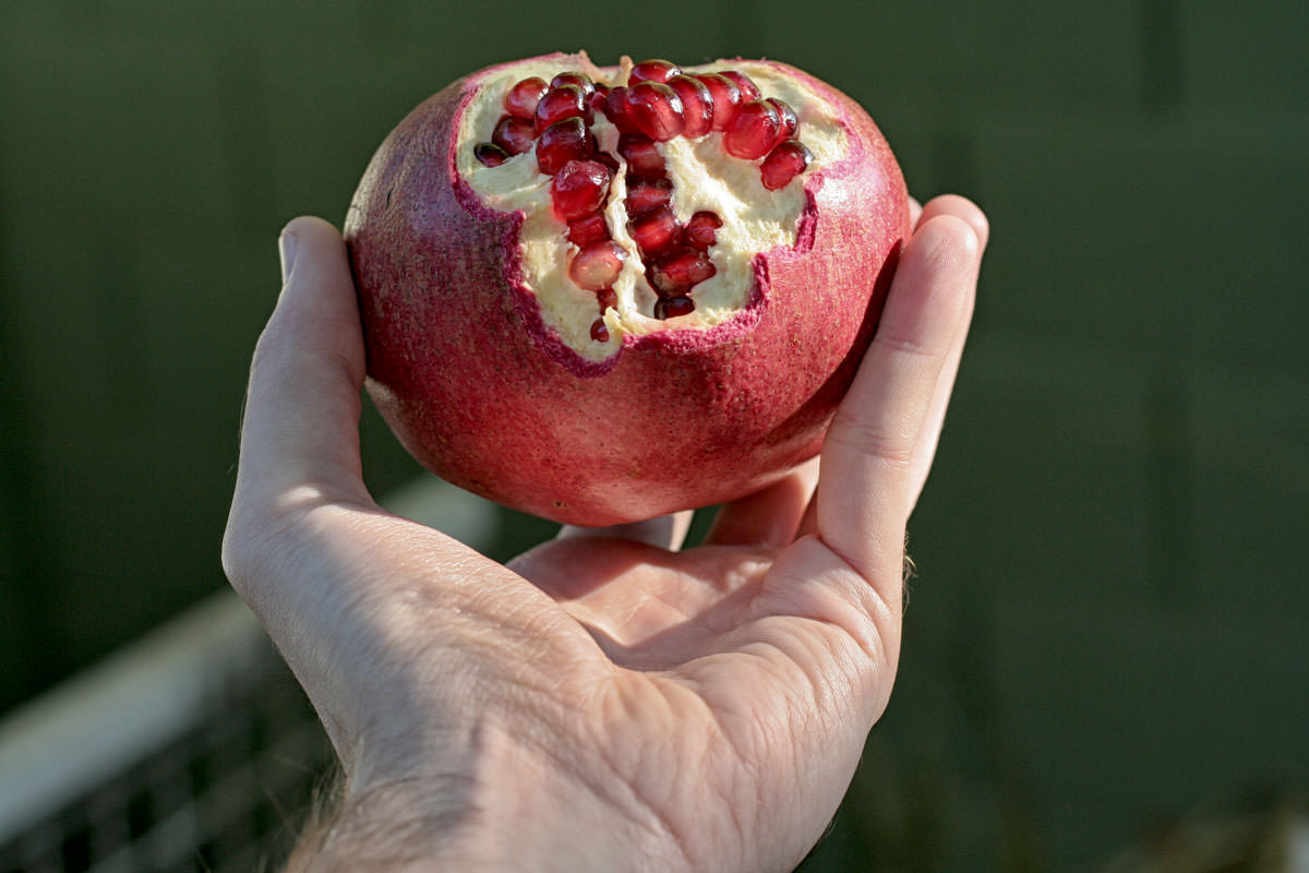 Pomegranate