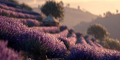 Close-up of lavender fields in northern Greece at sunrise, with glowing purple blooms and blurred olive trees in the distance.