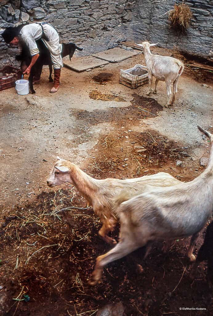 Woman in traditional dress milking a goat inside a stone courtyard in Olympos, Karpathos