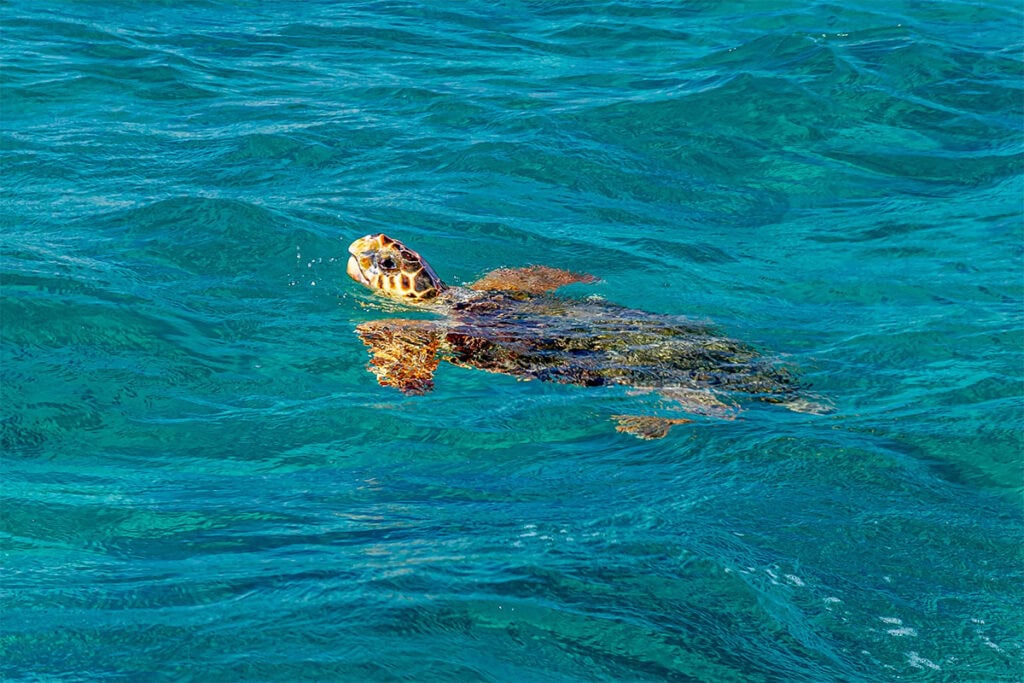 6,700 Nests and a Fragile Victory: Greece’s Sea Turtles Return to Kyparissia