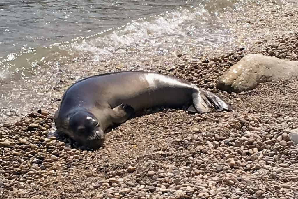 When Tourism Pushes Wildlife to the Edge: Greece’s Monk Seals and the Cost of “Experience”
