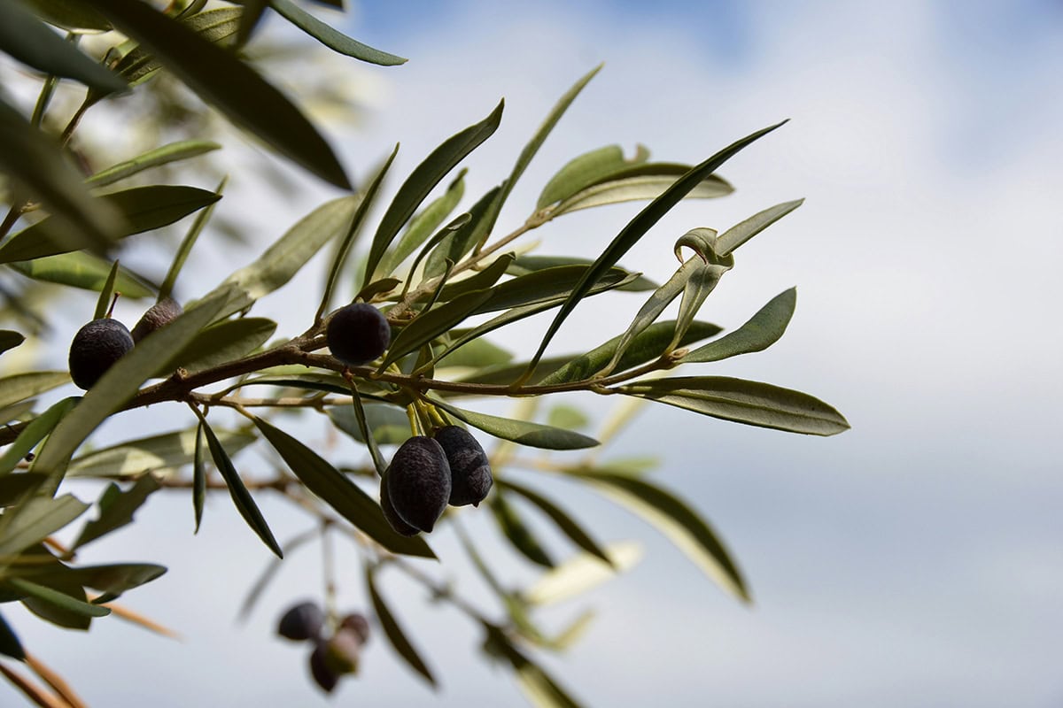 Olive branch with dark olives and narrow green leaves against a pale blue sky.