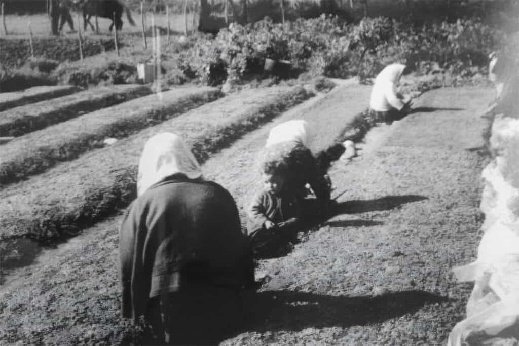 Rural workers, including women and children, working by hand in agricultural fields in northern Greece during the postwar period.