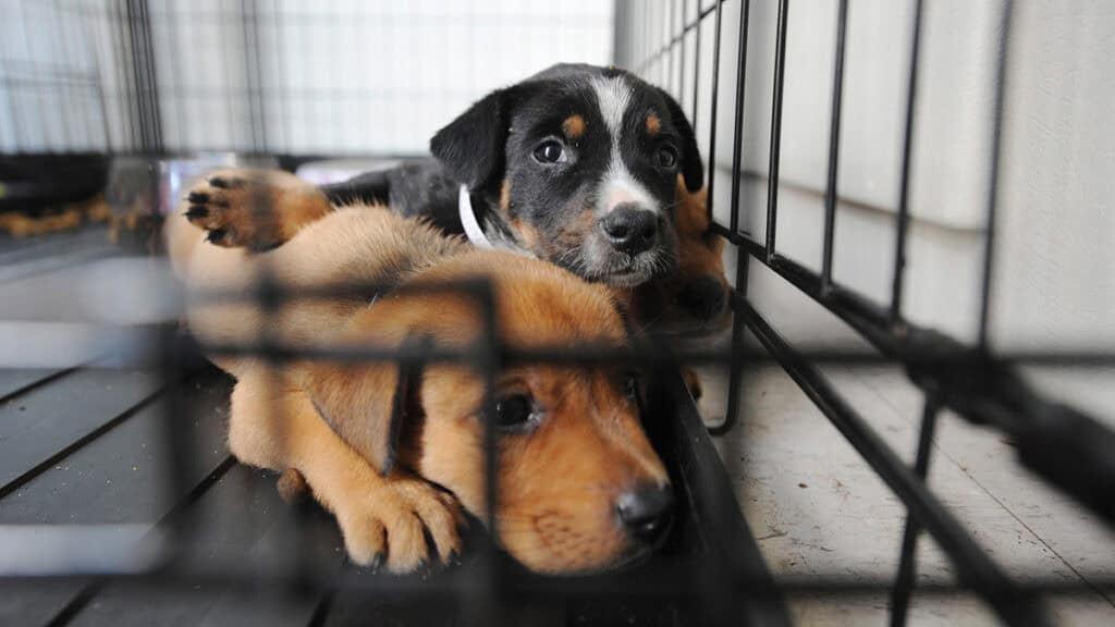 Greece Gives Animal Rescue a Place in Disaster Response