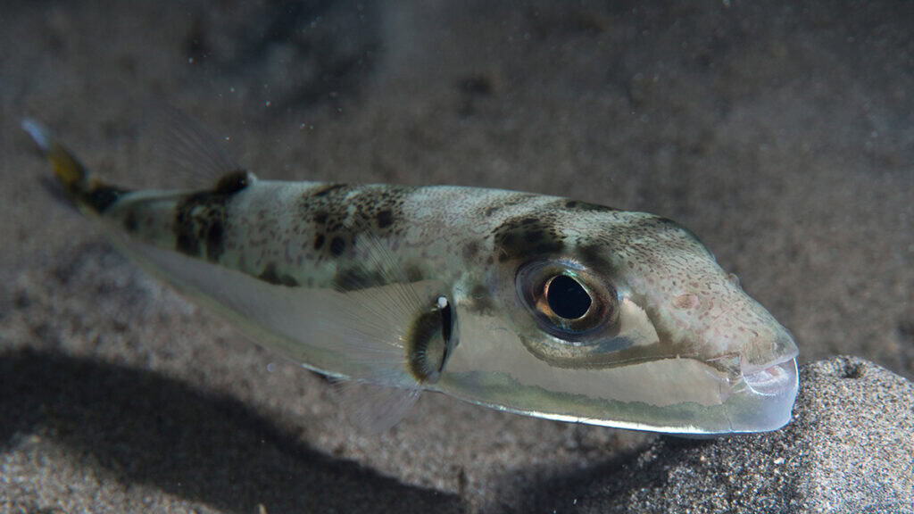 As Toxic Pufferfish Spread Through the Mediterranean, Greece Turns to Fishermen