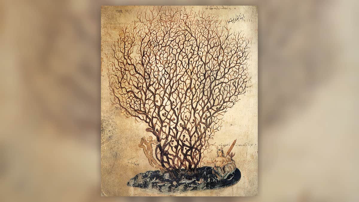 Illustration of coral from the Vienna Dioscurides manuscript