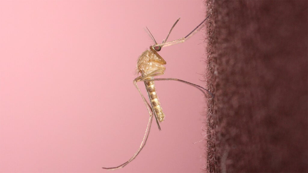 Greece Reports 65 West Nile Virus Cases, 23 in Latest Week