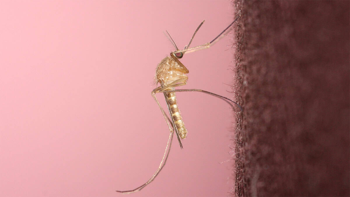 Culex pipiens mosquito, a species associated with West Nile virus transmission